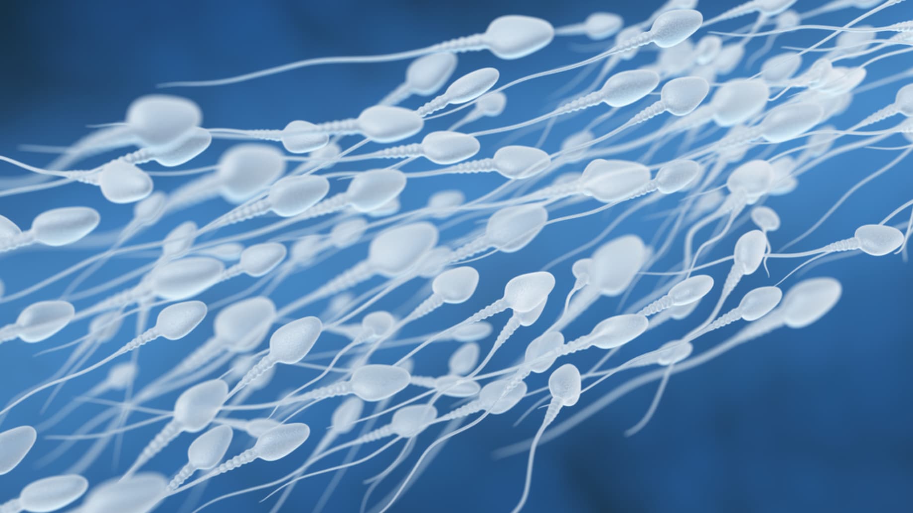 does a sperm cell look like